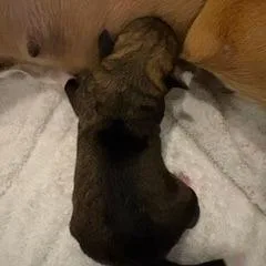 Cammie pup Violet thumbnail 3