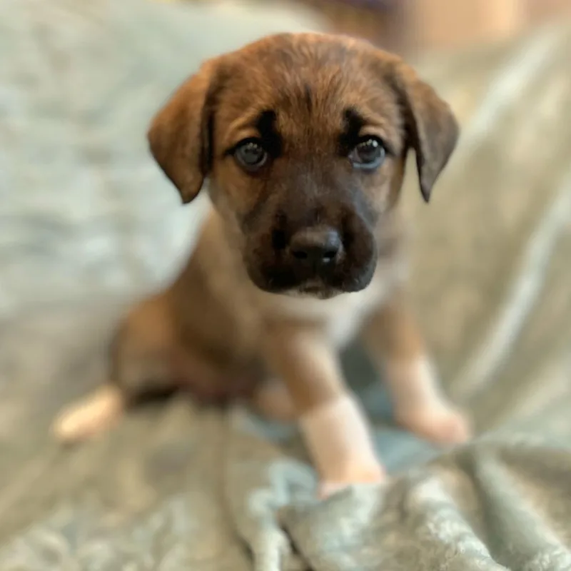 Cammie pup Violet thumbnail 4