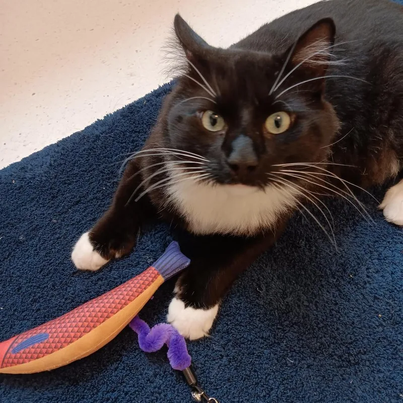 Whiskers thumbnail 2