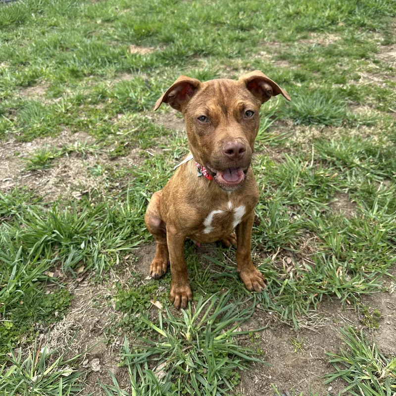 Cookie Dough thumbnail 2