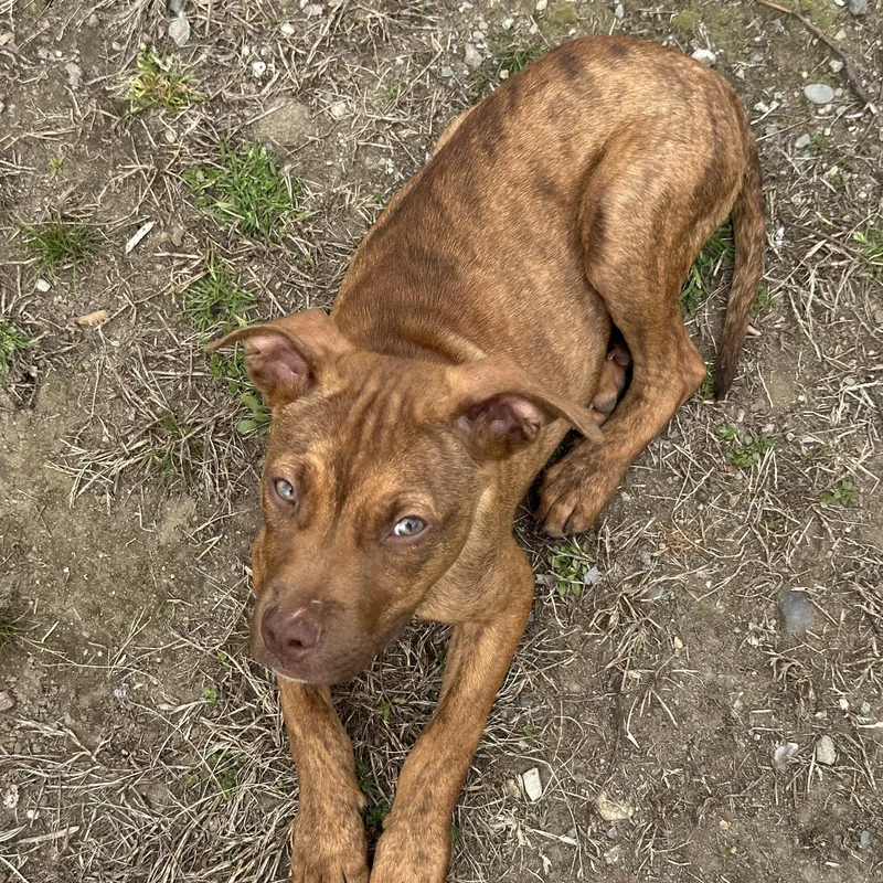 Cookie Dough thumbnail 3