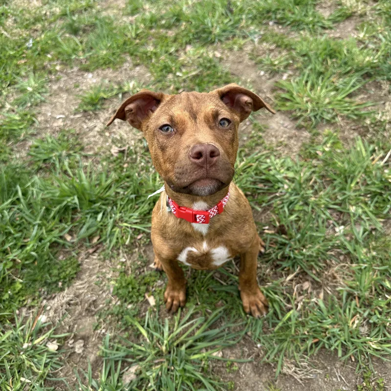 Cookie Dough thumbnail 4