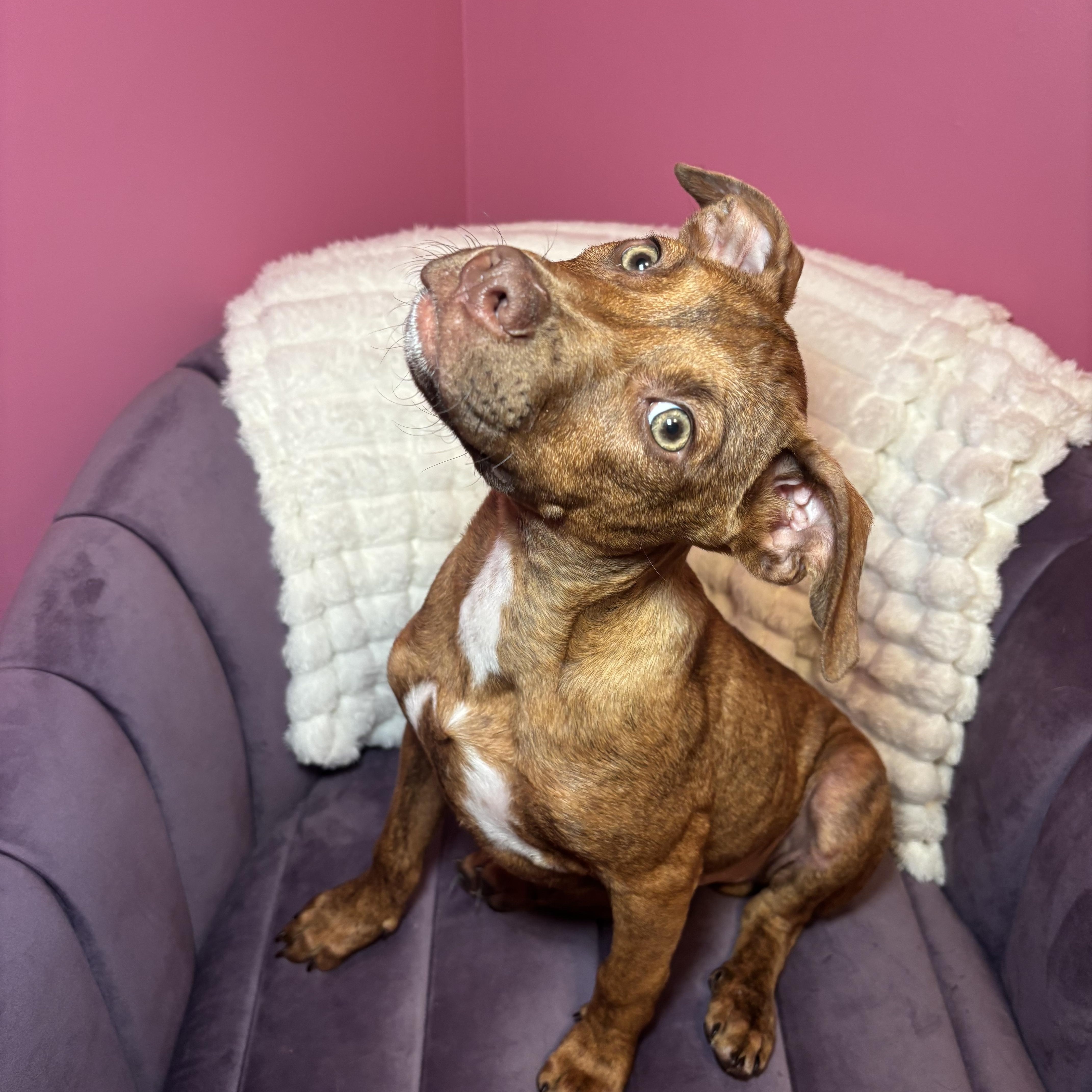 Cookie Dough thumbnail 5