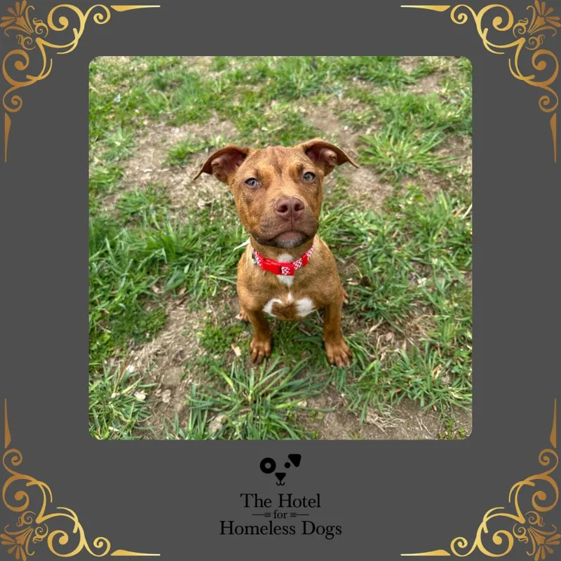 A baby medium-sized male Brown / Chocolate Labrador Retriever dog named Cookie Dough for adoption in Cumberland, RI