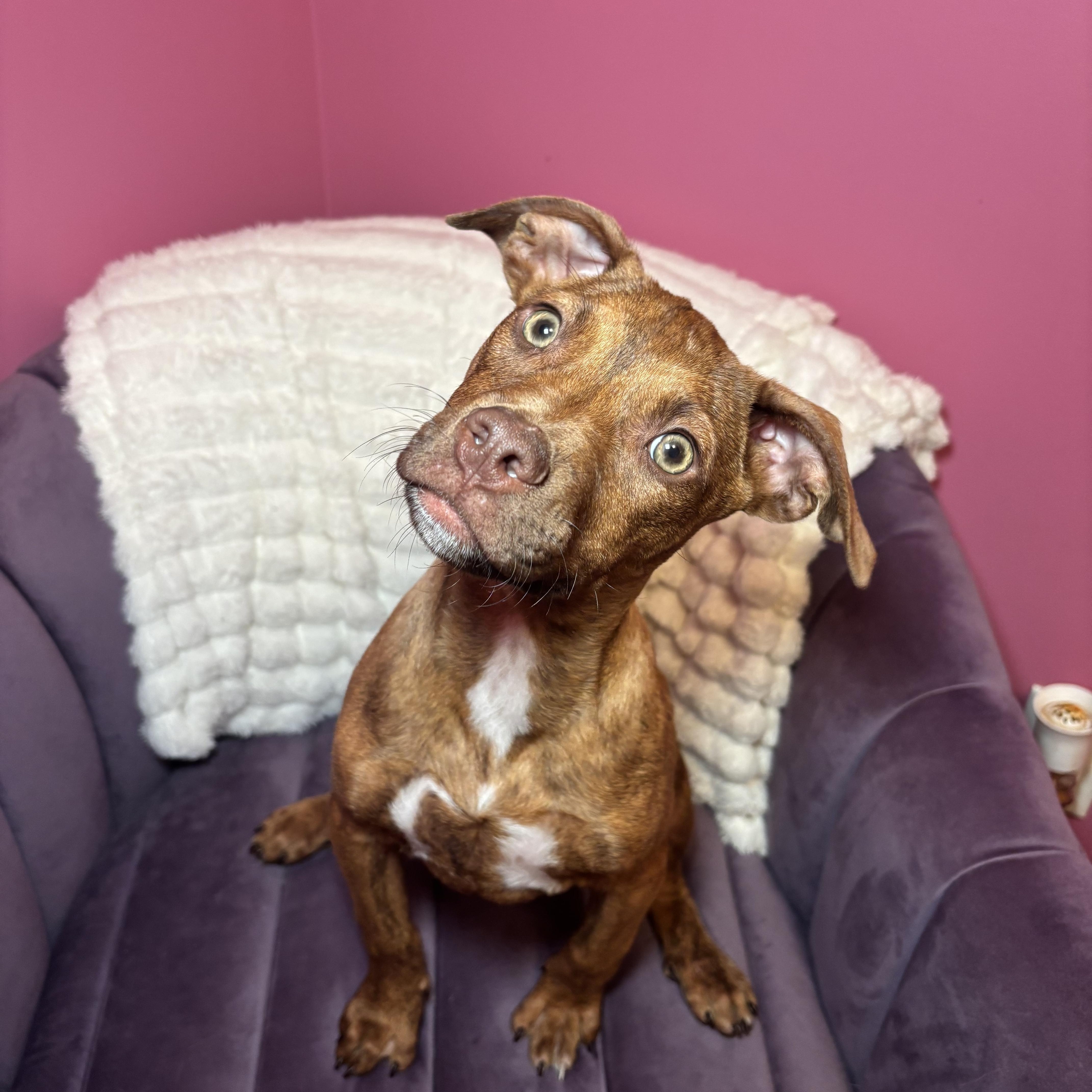 Cookie Dough thumbnail 6