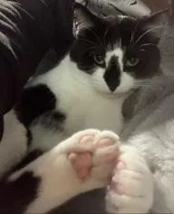 An adult large-sized male Black & White / Tuxedo Domestic Short Hair cat named Buddy for adoption in Cincinnati, OH