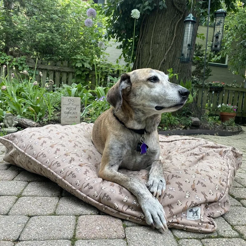 Ziggy  Home To thumbnail 2