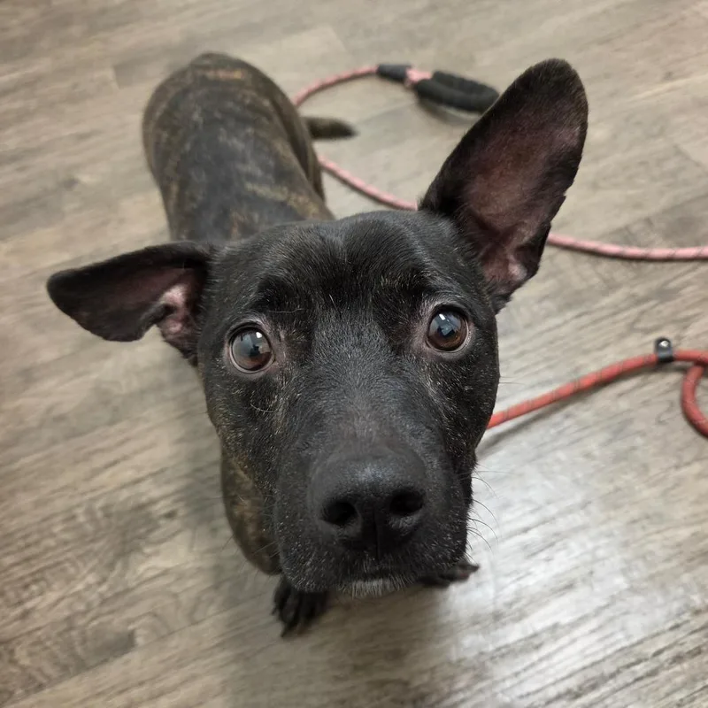 An adult small-sized male Brindle Terrier dog named Jackson for adoption in Redmond, WA