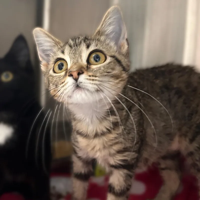 A baby small-sized female Brown / Chocolate Domestic Short Hair cat named Spotted Sunkist for adoption in Davenport, IA