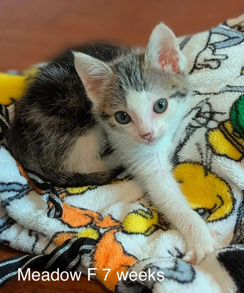 A baby medium-sized female Black Domestic Medium Hair cat named Meadow for adoption in Fort Payne, AL