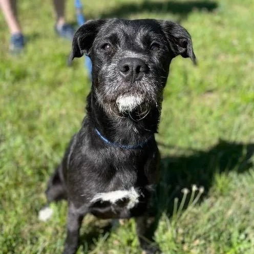 A young medium-sized female Black Mixed Breed dog named Seraphine for adoption in Fredericksburg, VA
