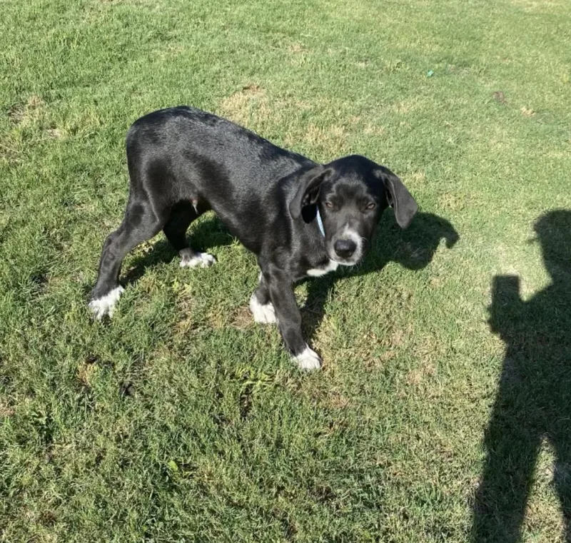 Beau