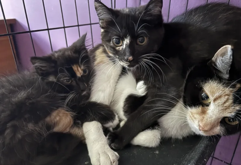 An adult medium-sized female Calico Domestic Short Hair cat named Francesca for adoption in Richmond, VA