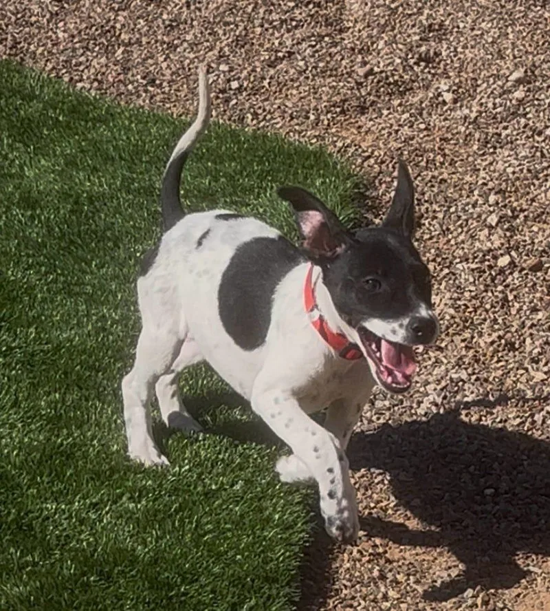 A baby small-sized male Beagle dog named Lucky for adoption in Tucson, AZ
