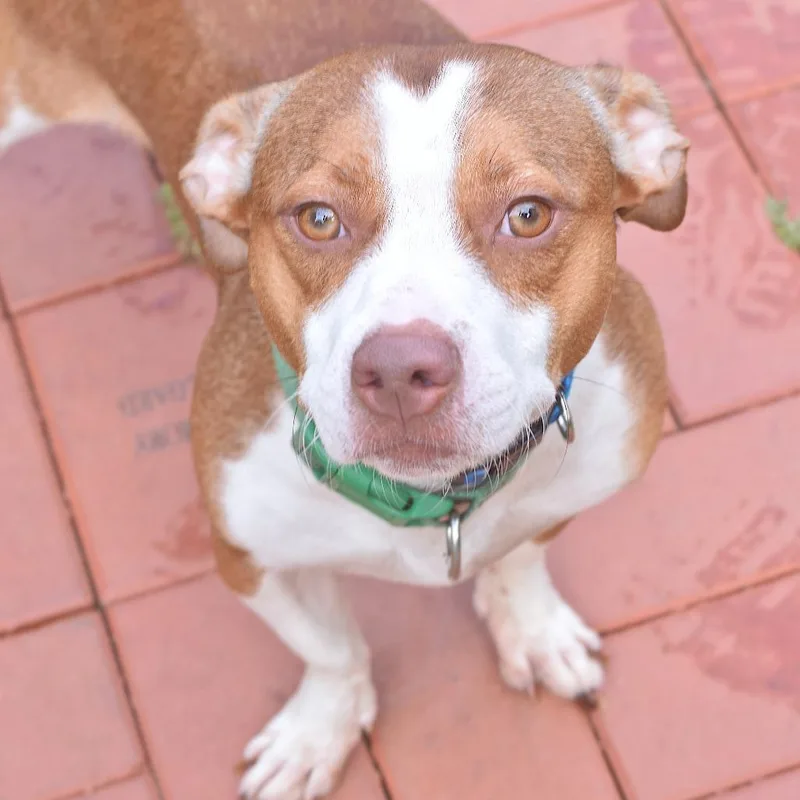 A young small-sized male Rat Terrier dog named Jax for adoption in Belleville, IL