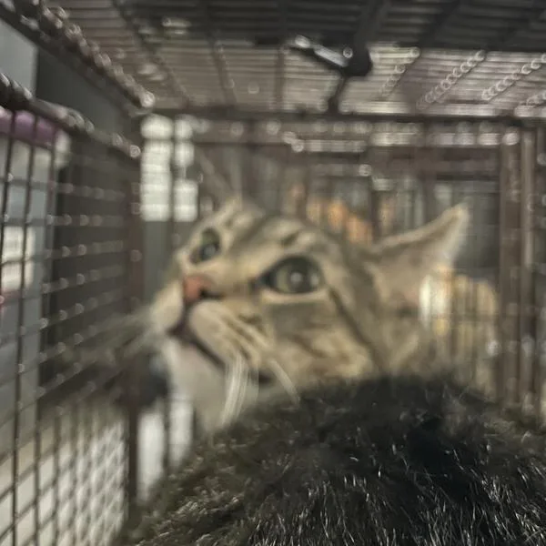 An adult medium-sized male Domestic Short Hair cat named Bertram for adoption in Des Moines, IA