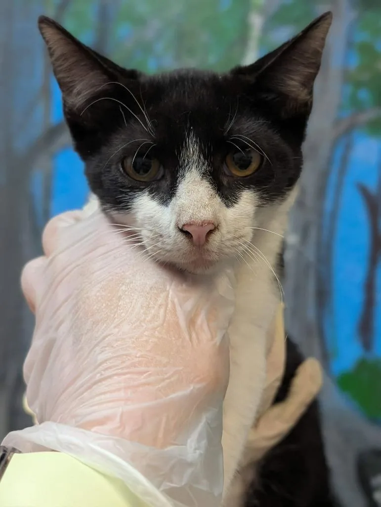 A baby small-sized male Domestic Short Hair cat named Brisket for adoption in New Braunfels, TX