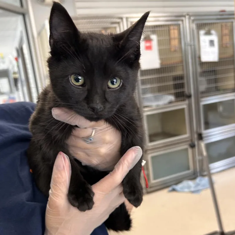 A baby small-sized male Black Domestic Short Hair cat named Scrub Daddy for adoption in Birdsboro, PA