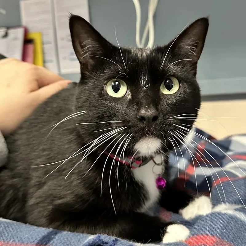 Juno Union Petsense