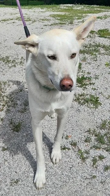 A young medium-sized male Husky dog named Joe for adoption in Princeton, IN