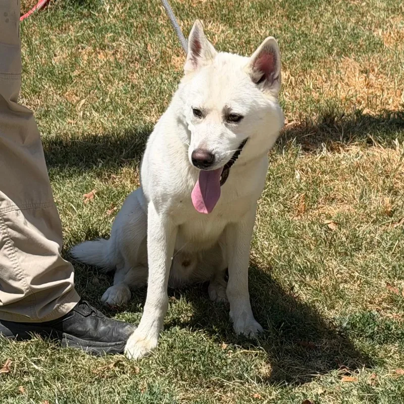 An adult large-sized male White / Cream Husky dog named Amos for adoption in Denison, TX