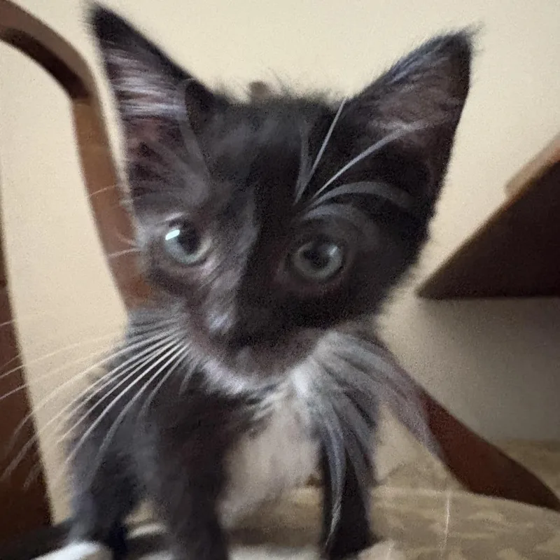 A baby small-sized male Black Domestic Short Hair cat named Romeo for adoption in Los Angeles, CA