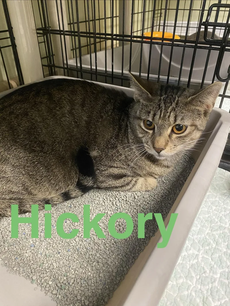 A young medium-sized male Tabby (Tiger Striped) Domestic Short Hair cat named Hickory for adoption in Cape May, NJ