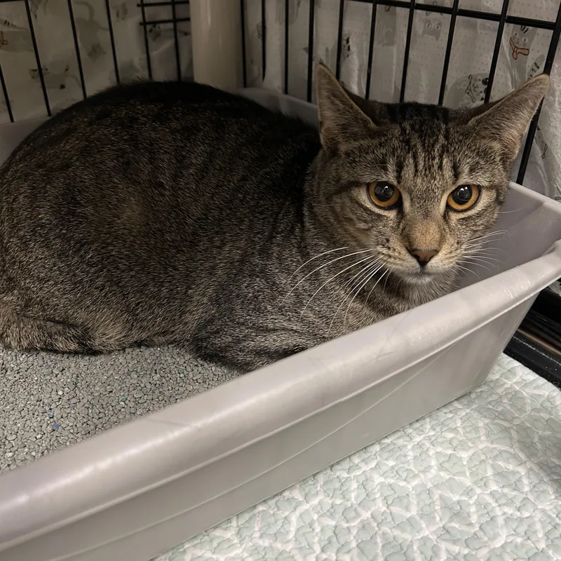 Hickory thumbnail 2