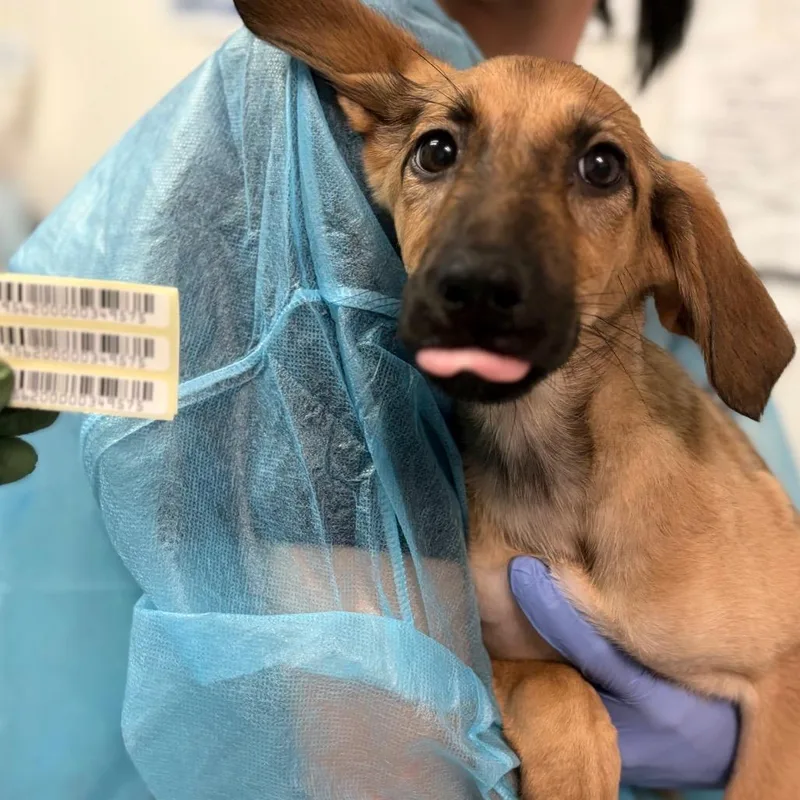 A baby small-sized female Yellow / Tan / Blond / Fawn Mixed Breed dog named Flying Fox Bat for adoption in Charleston, WV