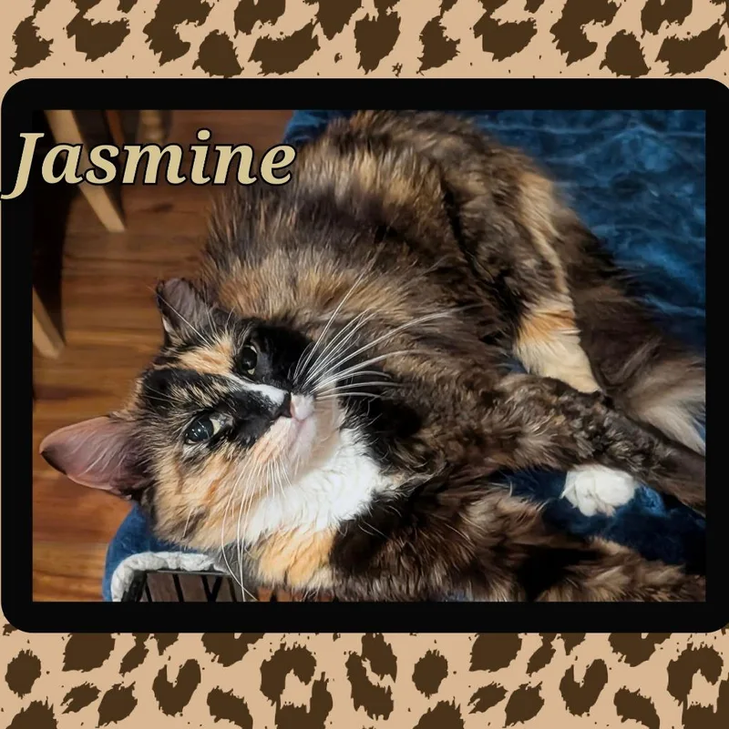 Jasmine thumbnail 2
