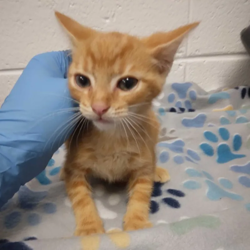 A baby small-sized male Domestic Short Hair cat named Clank for adoption in Spruce Pine, NC