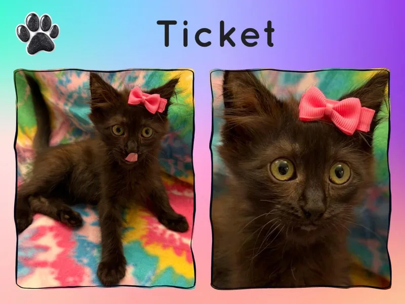 A baby medium-sized female Domestic Short Hair cat named Ticket for adoption in Lincoln, CA