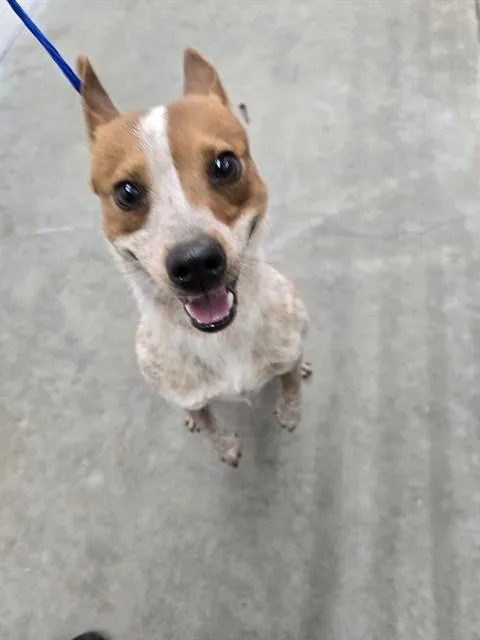 A young small-sized male Australian Cattle Dog / Blue Heeler dog named Mtn Dew for adoption in Killeen, TX