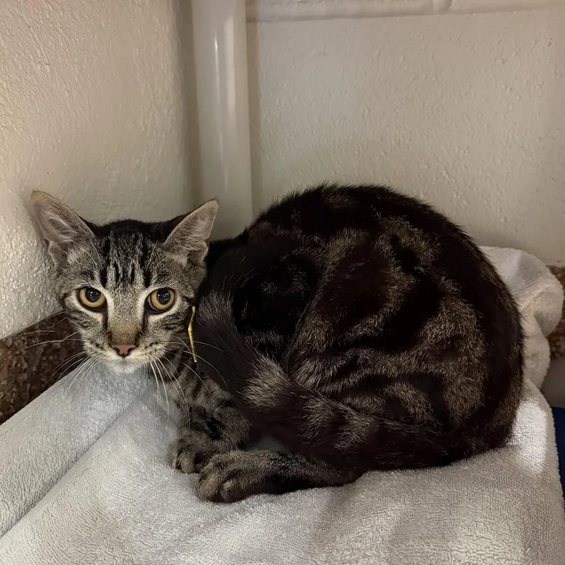 A young medium-sized male Gray / Blue / Silver Domestic Short Hair cat named Alex for adoption in Springfield, MA