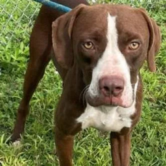An adult medium-sized male Brown / Chocolate Mixed Breed dog named Hm Grizz for adoption in Freeport, FL