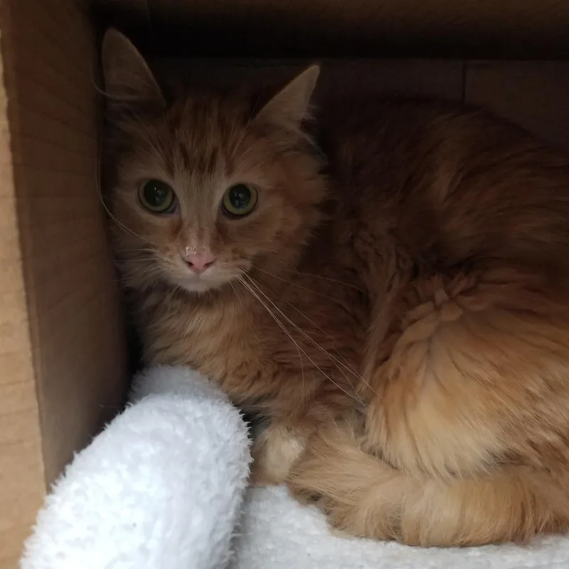 A young medium-sized female Orange / Red Domestic Long Hair cat named Pippi for adoption in Taos, NM