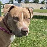 An adult large-sized male Apricot / Beige Pit Bull Terrier dog named Kinji for adoption in Hilliard, OH