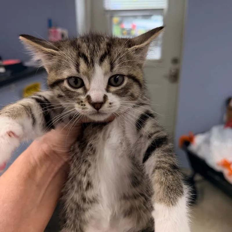 A baby small-sized female Brown / Chocolate Siberian cat named Sue Bird for adoption in Mount Vernon, IL