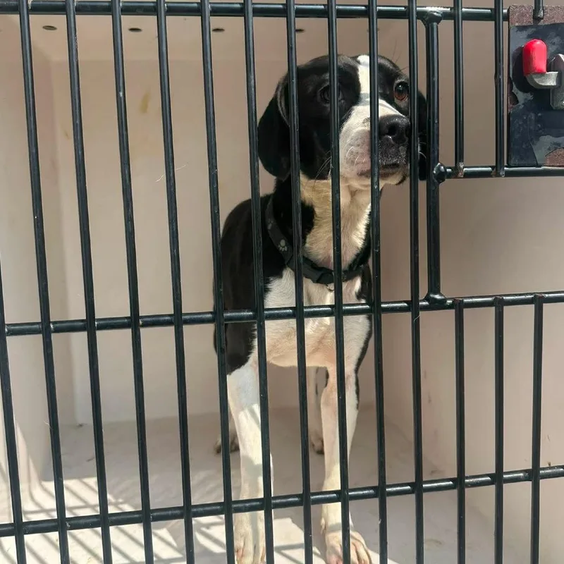 A young medium-sized female Black Beagle dog named Hilda for adoption in Fairmont, WV