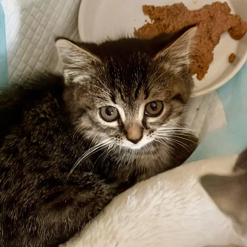 A baby medium-sized female Domestic Short Hair cat named Josie Coming in sister for adoption in Clifton, NJ