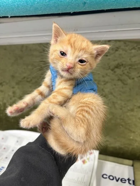 A baby small-sized male Domestic Short Hair cat named David for adoption in Riverside, CA