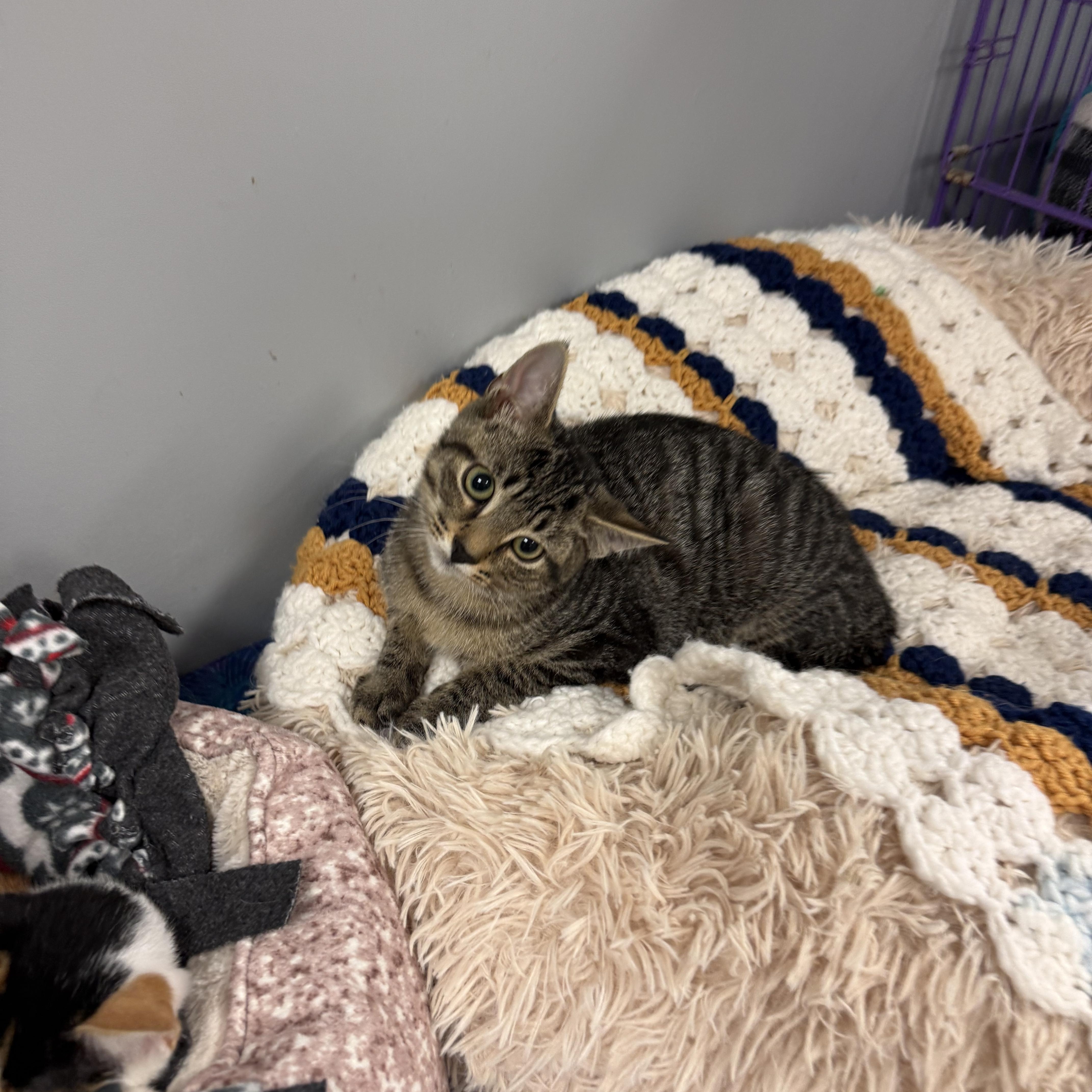 A baby large-sized male Tabby (Brown / Chocolate) Domestic Short Hair cat named Bronx for adoption in Hamburg, NY