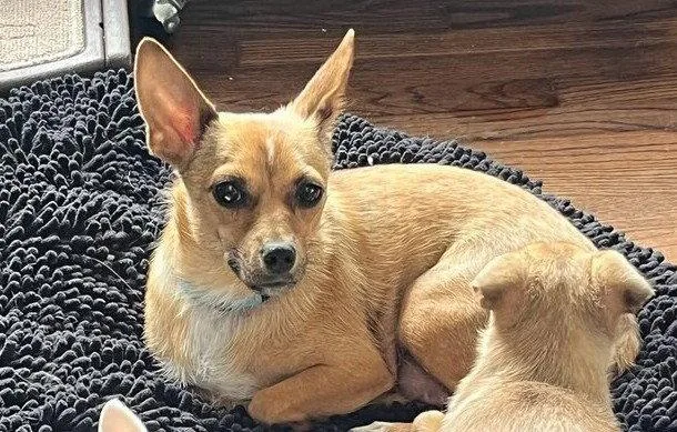 An adult medium-sized female Chihuahua dog named Brinn CA for adoption in Hillside, IL