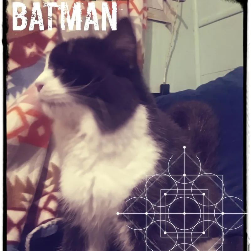 An adult small-sized male Black Domestic Long Hair cat named Batman for adoption in South Elgin, IL