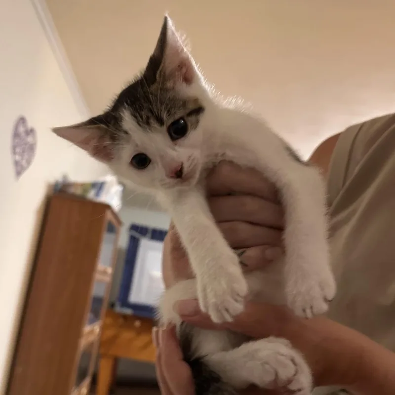 A baby small-sized female Brown / Chocolate Domestic Short Hair cat named Aqua Girl for adoption in Columbia, MO