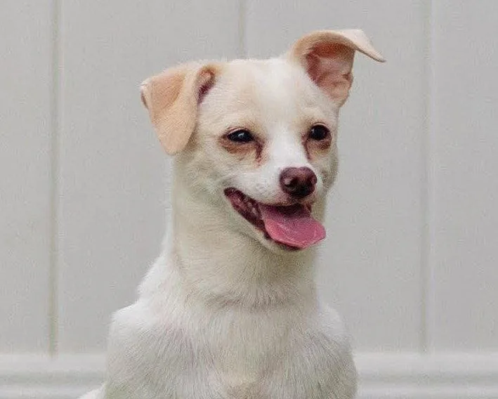 A young small-sized female Chihuahua dog named Dove for adoption in Bloomfield, CT