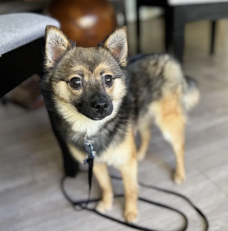 A young small-sized male Sable Pomeranian dog named Milo for adoption in Grosse Pointe Park, MI