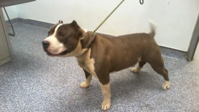 An adult large-sized male American Staffordshire Terrier dog named Sawyer for adoption in Charlotte, NC