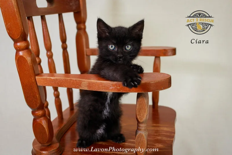 A baby medium-sized female Domestic Short Hair cat named Ciara for adoption in Riverside, CA