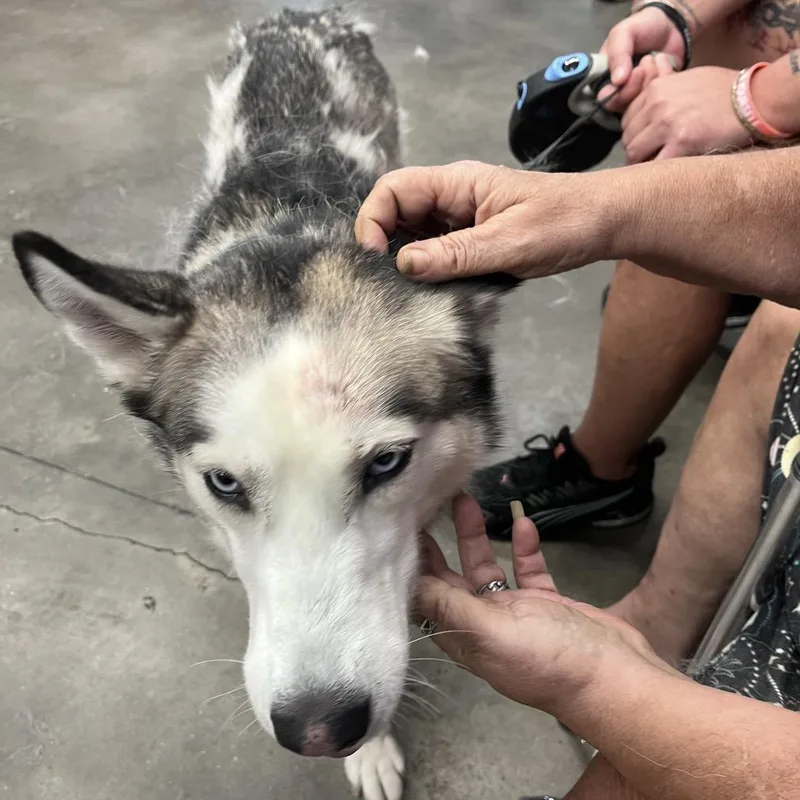 An adult medium-sized female White / Cream Husky dog named Sassie for adoption in Tampa, FL